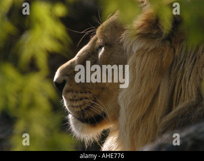 Asiatische Löwe Panthera Leo Persica männlichen Augen Stockfoto