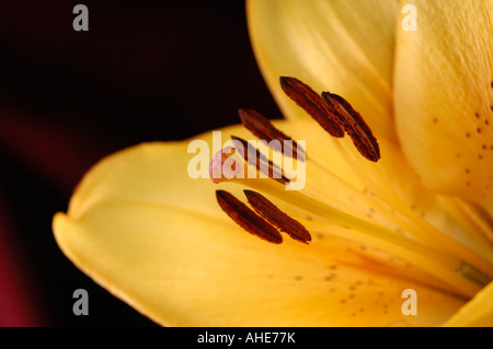 Orange gelbe asiatic Lilie Nahaufnahme einer Blume Stockfoto