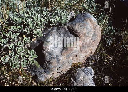 Gesicht in Rock mit einheimischen Pflanzen in der Nähe von Arthurs Pass South Island, Neuseeland Stockfoto