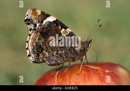 Red Admiral Butterfly Vanessa atalanta Stockfoto