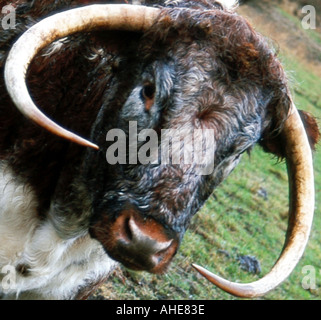 Longhorn-Rinder Stockfoto