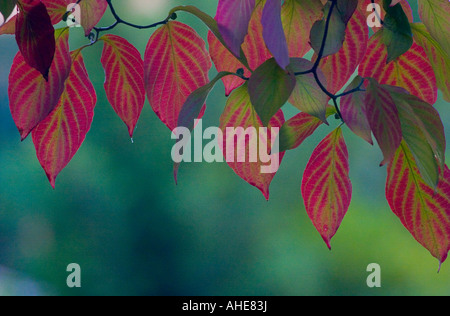 Campus der California State University Chico im Herbst Stockfoto