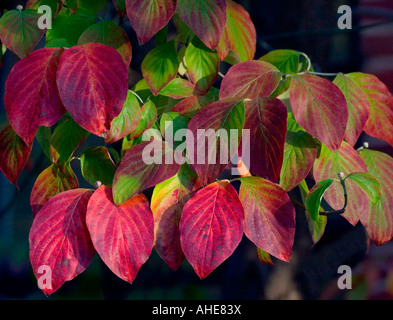 Campus der California State University Chico im Herbst Stockfoto