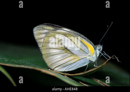 Gemeinsamen Rasen gelb Schmetterling Eurema Hecabe Thailand Stockfoto