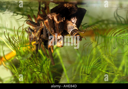 Köcherfliegenart Limnephilidae sp Larven Stockfoto