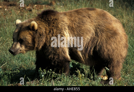 Europäischer Braunbär Ursus arctos Stockfoto