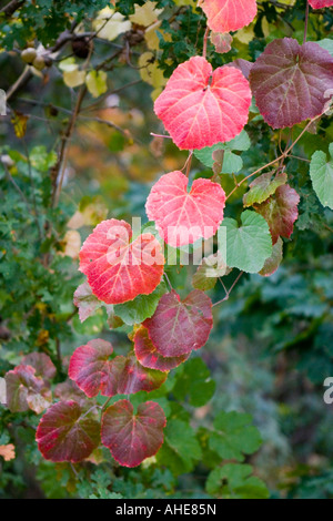 Campus der California State University Chico im Herbst Stockfoto