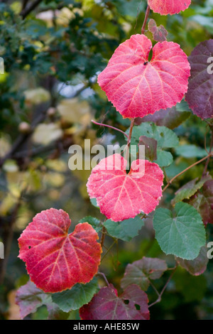 Campus der California State University Chico im Herbst Stockfoto