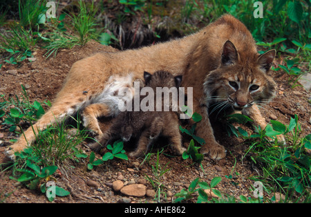 Rotluchs Lynx Rufus Mutter und jungen Stockfoto