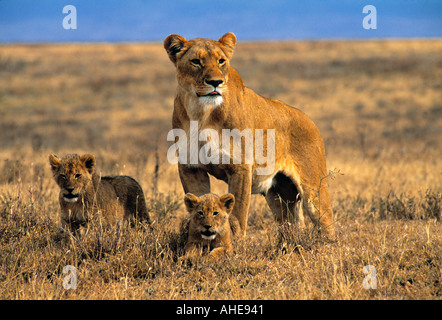 Löwin mit jungen, Ngorongoro Crater, Tansania Stockfoto