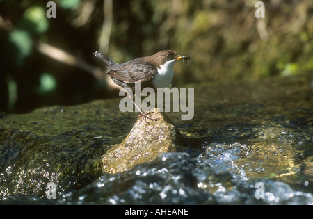 Weißer-throated Schöpflöffel Cinclus Cinclus mit Essen in Rechnung thront auf einem Felsen im Fluss, Lathkill Dale Derbyshire, England Stockfoto