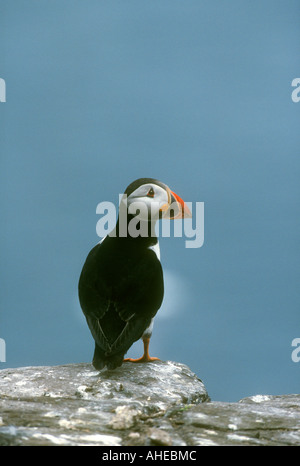 Atlantic Papageitaucher Fratercula Arctica Erwachsenen thront auf einem Felsen, Farne Islands, Northumberland, England Stockfoto