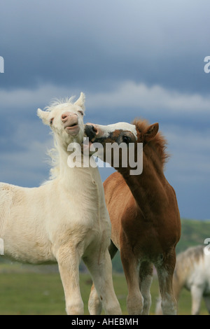 Zwei Pferde Fohlen spielen Stockfoto