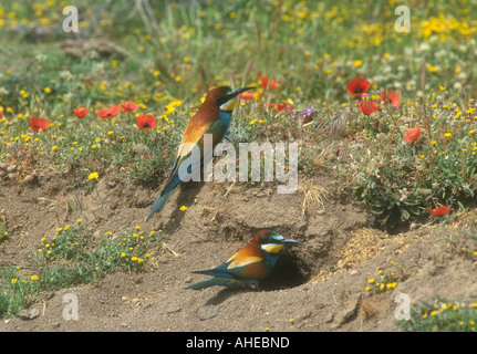 Europäische Bienenfresser Merops Apiaster Erwachsenen Pair bei nisten Loch unter den Wildblumen, Lesbos, Griechenland Stockfoto