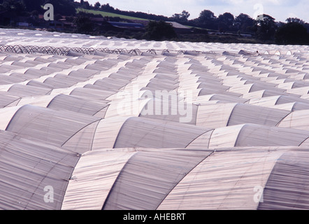 Folientunnel: Ein Tal in Kunststoff Tunnel Foliengewächshäusern außerhalb Stafford, Staffordshire, England Stockfoto