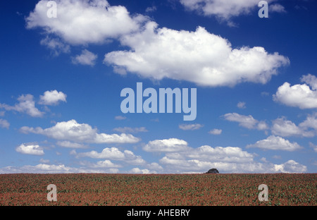 Große blaue Himmel voller weichen weißen Wolken über Kornfeld, Cheshire, England Stockfoto