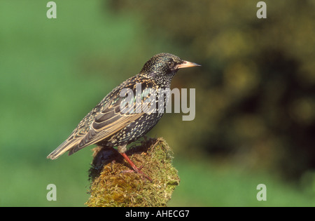 Gemeinsamen Starling Sturnus Vulgaris Erwachsener thront auf einem Moos bedeckt-Post, Todwick, South Yorkshire, England Stockfoto