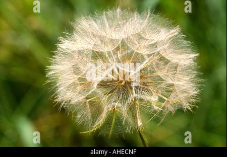 Goatsbeard (Jack-go-to-bed-at-noon) Tragopogon Pratensis Nahaufnahme von Seedhead, Todwick, South Yorkshire, England Stockfoto