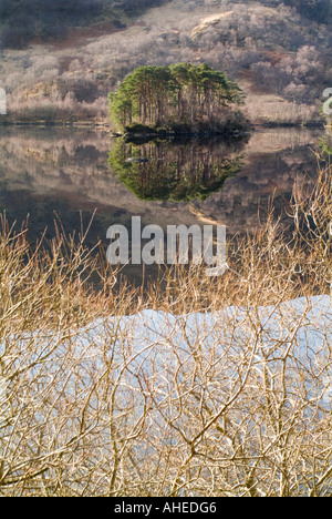 Schöne Schotten Kiefern werden durch warme Winter Sonnenschein und reflektierenden in einer ruhigen schottischen See umrahmt von Zweigen beleuchtet. Stockfoto