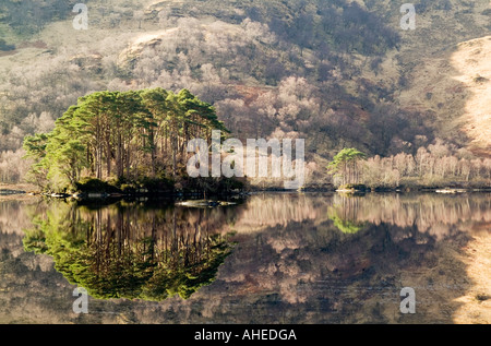 Schöne Schotten Kiefern auf einer Insel werden durch warme Winter Sonnenschein und reflektierenden perfekt in einer ruhigen schottischen See beleuchtet. Stockfoto