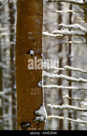 Ein wunderschön bunten Baumstamm in einem schottischen Plantage mit Wind geblasen Schnee drauf s Oberfläche ist fein Hintergrundbeleuchtung von Winter Stockfoto