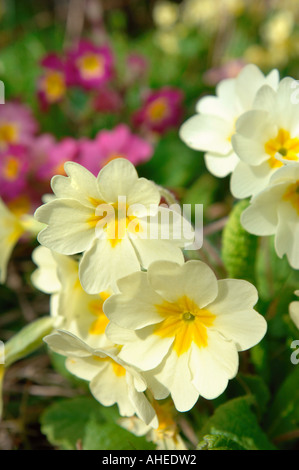 WEIßE UND GELBE PRIMELN PRIMULA VULGARIS WÄCHST WILD UK Stockfoto