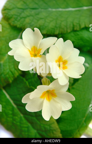 EINE STUDIOAUFNAHME VON EINEM DREI BLASS GELBE PRIMEL BLUMEN PRIMULA VULGARIS RUHEN EINIGE BLÄTTER Stockfoto