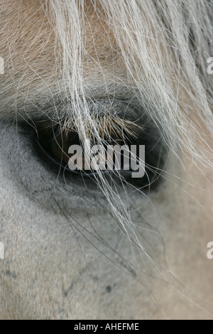 Nahaufnahme von Pferdeauge Stockfoto