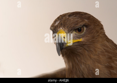 Tawny oder Steppe Eagle Aquila Rapax (Nipalensis) Gefangenen Vogel Kent UK Sommer Stockfoto