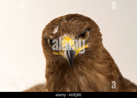 Tawny oder Steppe Eagle Aquila Rapax (Nipalensis) gefangen Raubvogel Zentrum Kent UK Sommer Stockfoto