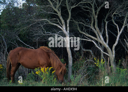 USA-Maryland wilde Ponys Equus Caballus Assateague Insel im Assateague Island National Seashore Stockfoto