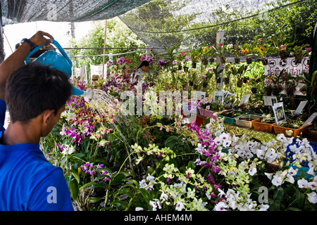 Marktständer mit einer großen Orchideenausstellung in Banchang Thailand. Der Besitzer bewässert die Pflanzen und Blumen. Stockfoto