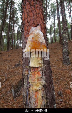 Harz aus einer Tanne in Plastiktüte in einem Pinienwald Plantage Portugal tropft Stockfoto