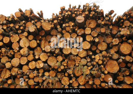 Haufen von geschnittene Baumstämme Stockfoto