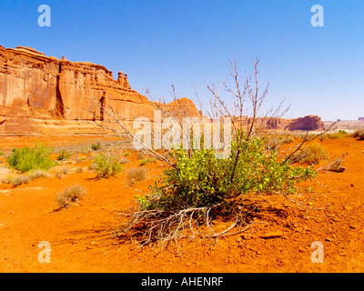 Massiven roten Felsformationen und Chaparral in der Sommerzeit im Arches National Monument im Südosten von Utah Stockfoto