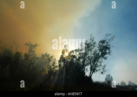 Flammen und dicken Rauch Aufstieg während der massiven Waldbrand in Galiläa Israel Stockfoto