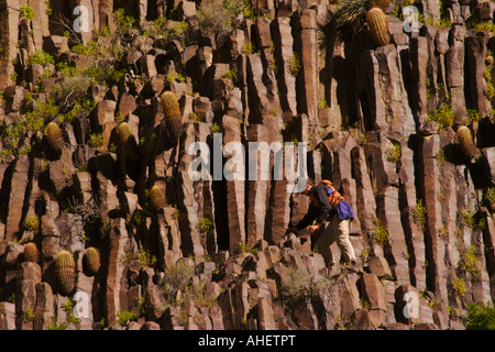 Mann klettert Felsen Basaltsäulen unter Barrel Cactus in Grand-Canyon-Nationalpark Arizona, Vereinigte Staaten Stockfoto