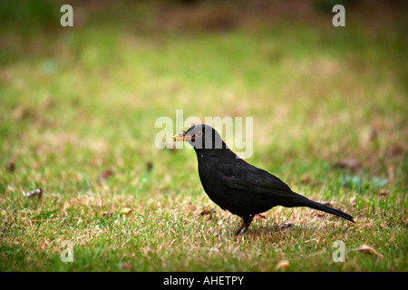 EINE MÄNNLICHE AMSEL AUF DER SUCHE NACH WORMS AUF EINE GARTEN-RASEN-UK Stockfoto