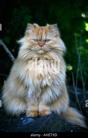 Eine persische Himalaya Katze Stockfoto