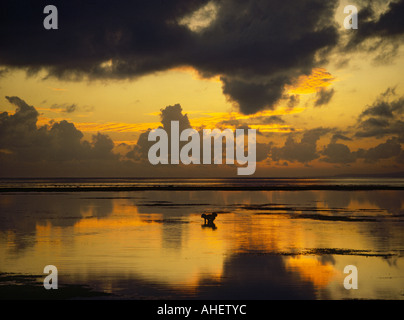 Blick auf ruhigen Gewässern bei Sonnenaufgang bei Silhouette der einsame Riff Fischer aus Sanur Beach auf der Süd-Ostküste-Bali-Indonesien Stockfoto