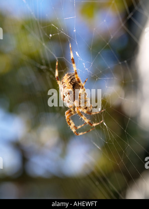 Gemeinsamen Garten oder Cross spider Araneus diadematus Stockfoto