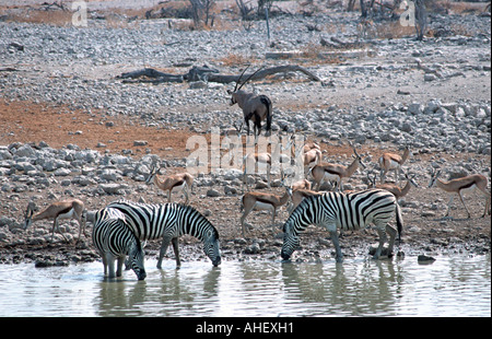 Zebras trinken und Springböcke wartet hinter einem Kudu verlassen Okaukuejo Wasserloch Etosha Nationalpark Namibia Afrika Stockfoto