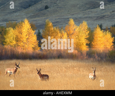 Pronghorn Antilope in einem Feld im Herbst in South Dakota Stockfoto