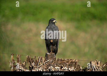 Große schwarze Falke Buteogallus Urubitinga Brasilien Stockfoto