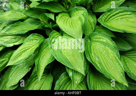 HOSTAS NACH DEM GIEßEN IN EINEM GARTEN-UK Stockfoto