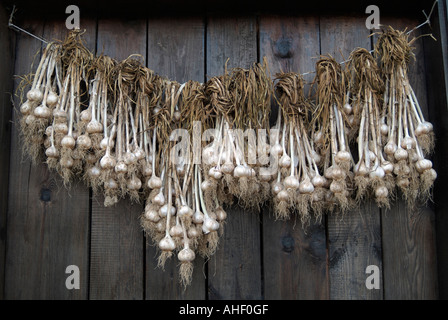 Frisch gegraben Knoblauch Zwiebeln Hung Up zum Trocknen In einem Hauseingang eines Dorfhauses Stockfoto