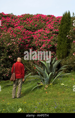 ein Mann betrachtet eine Agave Kakteen in Glendurgan Gardens in der Nähe von Falmouth, Cornwall, england Stockfoto