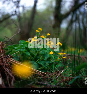 Sumpfdotterblumen in einem Carmarthenshire Holz in Wales Großbritannien Stockfoto