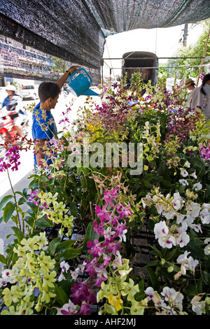 Marktstand mit einer großen Ausstellung von Orchideen in Banchang Thailand. Der Besitzer bewässert die Pflanzen und Blumen. Stockfoto