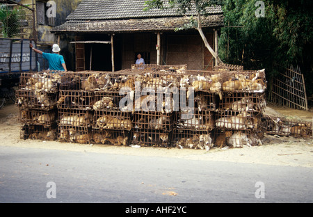 Eingesperrte Hunde auf vietnamesischen Straße Stockfoto
